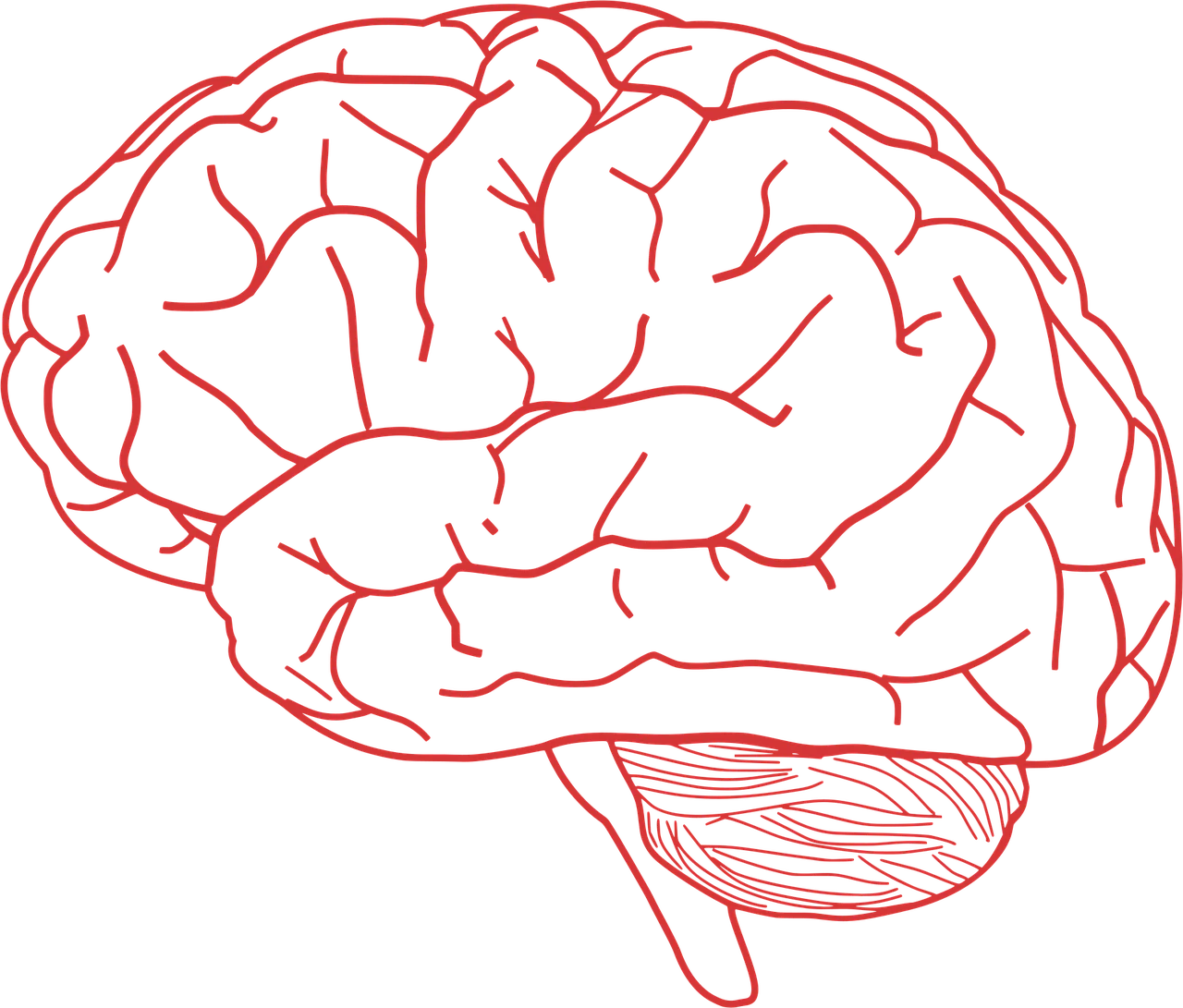 Ilustración interactiva del cerebro humano