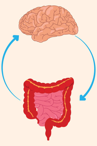 Ilustración de la conexión entre el intestino y el cerebro