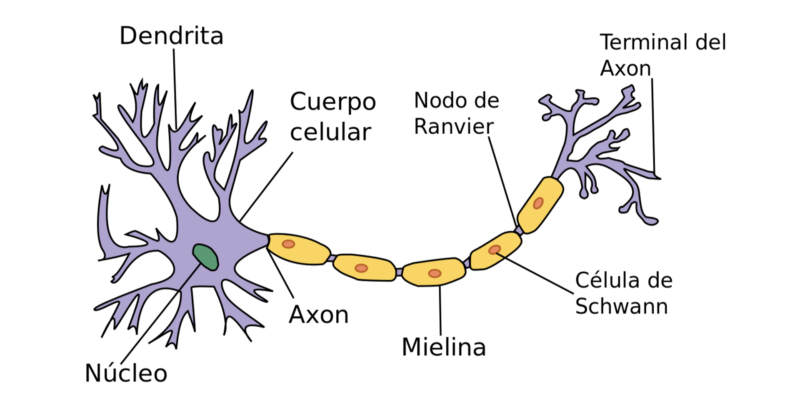 Estructura de una neurona humana