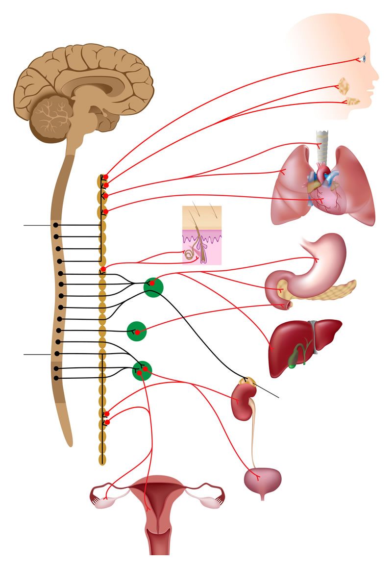 Diagrama del sistema nervioso simpático y parasimpático