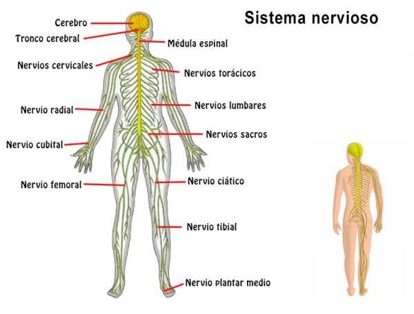 Ilustración del sistema nervioso humano